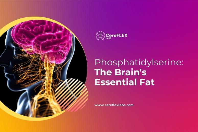 Phosphatidylserine and Brain Health: What You Need to Know